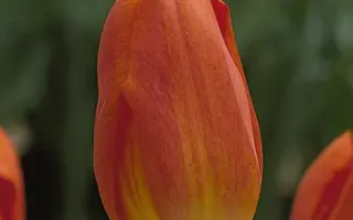 Generaal de Wet / Гэнэраал дэ Wэт