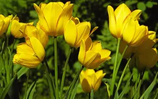 Georgette / Гэоргэттэ