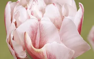 Gerbrand Kieft / Гэрбранд Киэфт