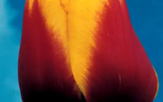 Gerrit van der valk / Гэррит ван дэр валк