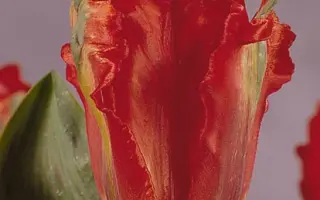 Giant Parrot / Гиант Паррот