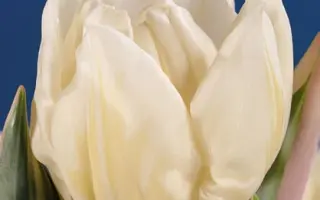 Ginrei / Гинрэи