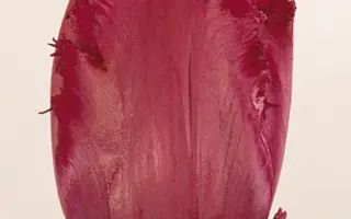 Gipsy Love / Гипсь Ловэ