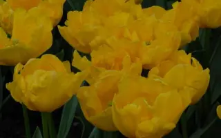 Gironde / Гирондэ