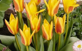 Giuseppe Verdi / Гиусэппэ Вэрди