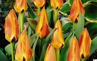 Glamourland / Гламоурланд