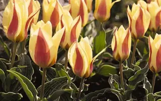 GlГјck / ГлГјцк