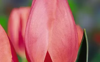 Glowing Pink / Глоwинг Пинк