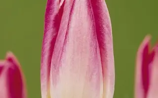 Goedele / Гоэдэлэ