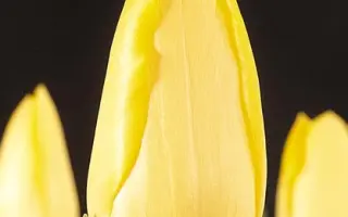 Gold Beryl / Голд Бэрьл