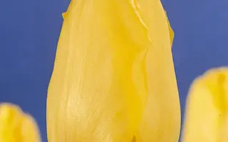 Gold City / Голд Цить