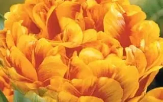 Gold Dust / Голд Дуст