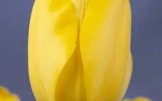 Golden Apeldoorn / Голдэн Апэлдоорн