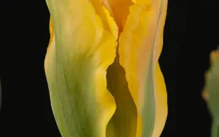 Golden Artist / Голдэн Артист