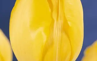 Golden Brigitta / Голдэн Бригитта