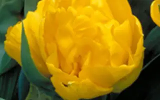 Golden Coin / Голдэн Цоин