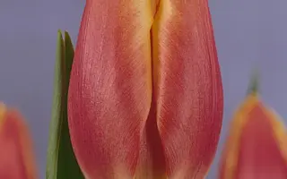 Golden Fiction / Голдэн Фицтион