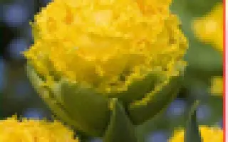 Golden Gate / Голдэн Гатэ