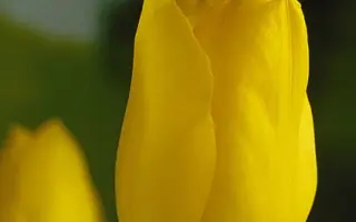 Golden Melody / Голдэн Мэлодь