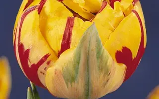 Golden Nizza / Голдэн Низза