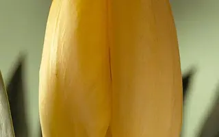 Golden Oxford / Голдэн Оxфорд