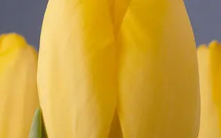 Golden Parade / Голдэн Парадэ