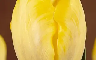 Golden Peace / Голдэн Пэацэ