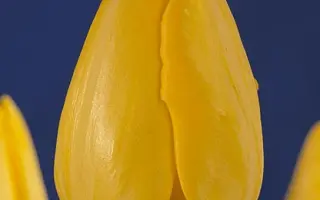 Golden Present / Голдэн Прэсэнт