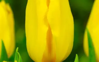 Golden Tycoon / Голдэн Тьцоон