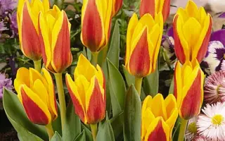 Goudstuk / Гоудстук