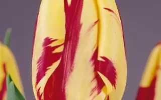 Grand Perfection / Гранд Пэрфэцтион