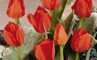 Grand Prestige / Гранд Прэстигэ