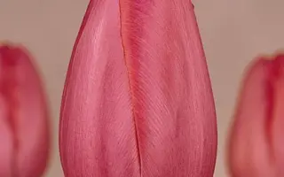 Grand Style / Гранд Стьлэ