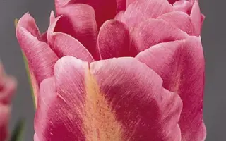 Granda / Гранда