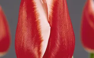 Grandessa / Грандэсса