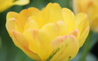 Granny Award / Граннь Аwард