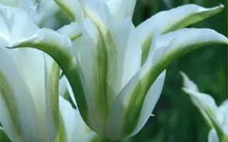 Green Star / Грээн Стар