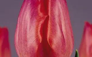 Green Valley / Грээн Валлэь