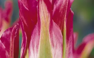 Green Village / Грээн Виллагэ