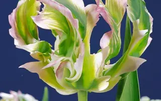 Green Wave / Грээн Wавэ