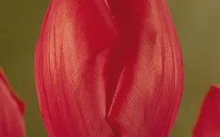 Greetings / Грээтингс