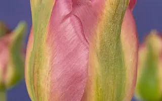 Groenland / Гроэнланд