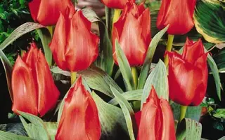 Grower's Pride / Гроwэр'с Придэ