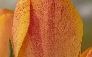 Gudoshnik / Гудошник