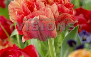 Gudoshnik Double / Гудошник Доублэ