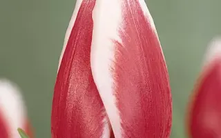 Guus Papendrecht / Гуус Папэндрэчт