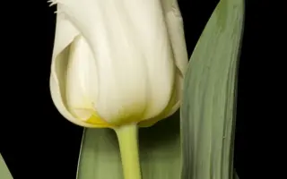 Guusje ter Horst / Гуусе тэр Hорст