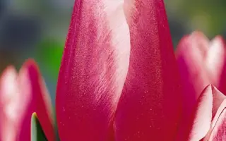 Hadewich / Хедэвич