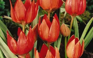 Hageri / Hагэри