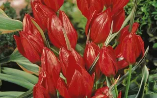 Hageri 'Splendens' / Hагэри 'Сплэндэнс'